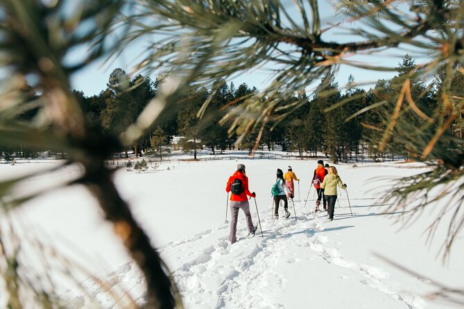 Taos Backcountry Snowshoe Tour - Through pine woods and mountain meadows