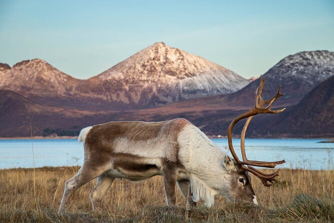 Tromsø: Arctic Landscapes Hiking / Snowshoeing Tour in the wild - Who should book this Tromsø outing?