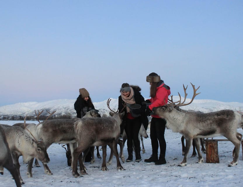 Tromsø: Snowshoeing Tour & Reindeer Encounter with Lunch - Meeting the reindeer herd