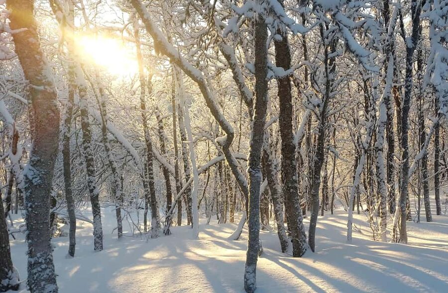 Tromsø Street to Wilderness: Guided Snowshoe Hike - Key points to know before you book