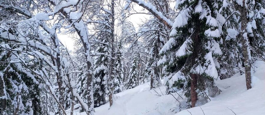 Tromsø Street to Wilderness: Guided Snowshoe Hike - From Tromsø street to snowy forest