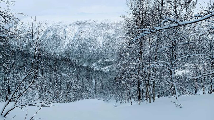 Tromsø Street to Wilderness: Guided Snowshoe Hike - Searching for tracks rather than guaranteed sightings