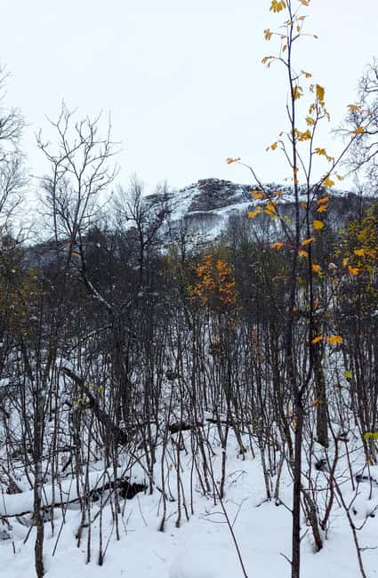 Tromsø Street to Wilderness: Guided Snowshoe Hike - Lefse and a warm drink at the halfway point