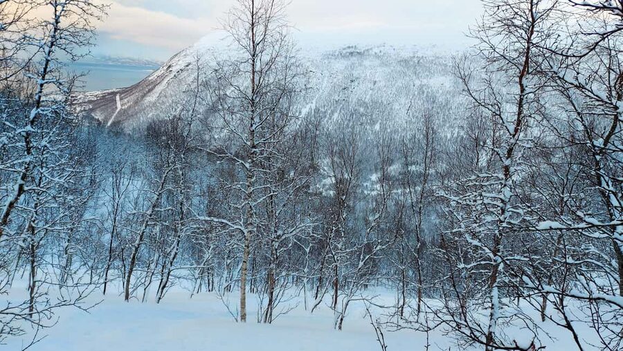 Tromsø Street to Wilderness: Guided Snowshoe Hike - A flexible two-hour route in Tromsdalen