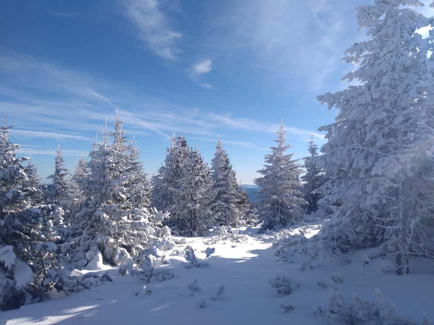 Vienna: Relaxed Alpine Snowshoe Experience Guide & Transfer - Key points to know before booking