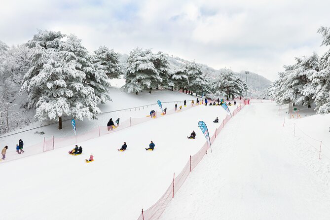 Vivaldi Park Winter Ski Resort with Nami Island Tour from Seoul - Who should book this winter combination?