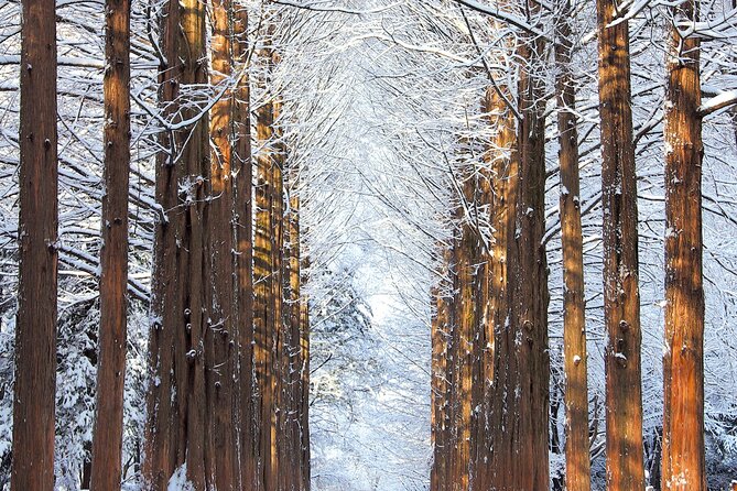 Vivaldi Park Winter Ski Resort with Nami Island Tour from Seoul - Cancellation and final booking advice