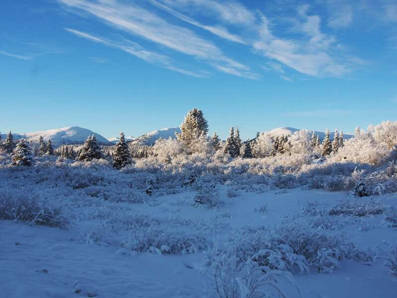 Whitehorse: Half-Day Snowshoeing Tour - Four hours in Whitehorse’s snowy backcountry