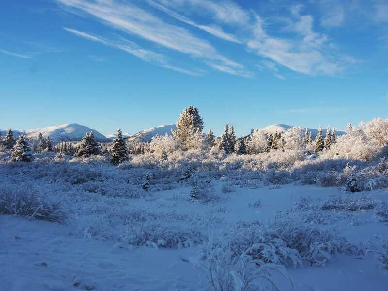 Whitehorse: Half-Day Snowshoeing Tour - Booking, flexibility, and timing