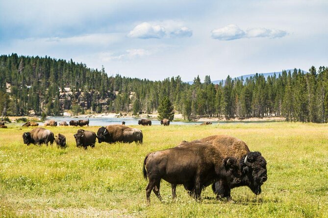 Yellowstone Snowshoe Safari from Bozeman - Private Tour - Key points to know before you book