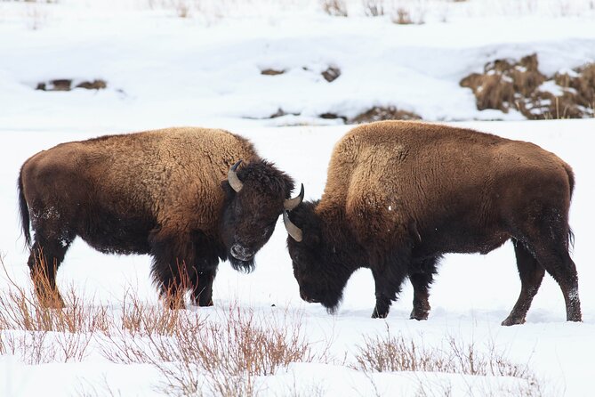 Yellowstone Snowshoe Safari from Bozeman - Private Tour - Six hours on snowshoes in Lamar Valley