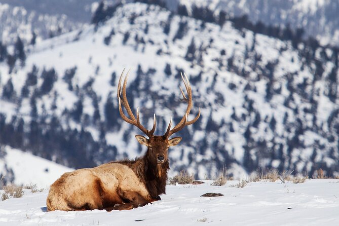 Yellowstone Snowshoe Safari from Bozeman - Private Tour - Mammoth Hot Springs adds Yellowstone’s geothermal side