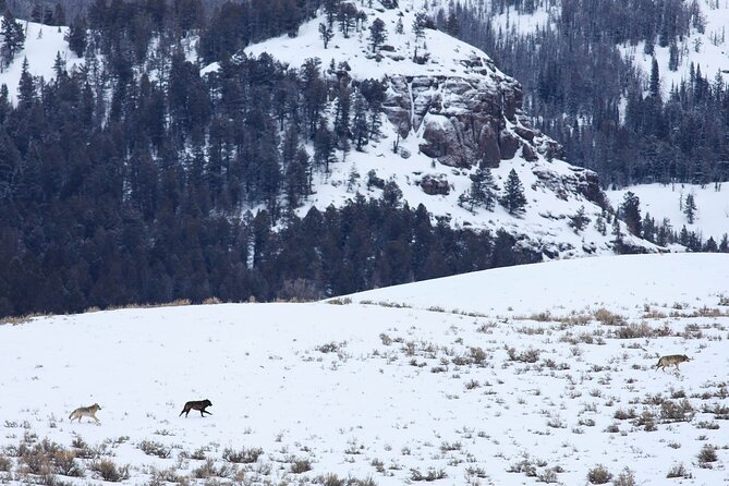 Yellowstone Snowshoe Safari from Bozeman - Private Tour - Roosevelt Arch and the north entrance