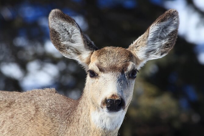 Yellowstone Snowshoe Safari from Bozeman - Private Tour - What the food and equipment add to the price