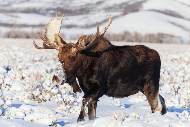 Yellowstone Snowshoe Safari from Bozeman - Private Tour - Is $697.50 per person a fair value?