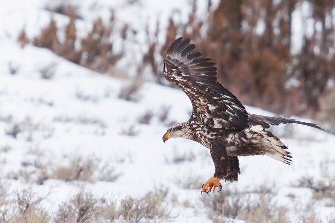 Yellowstone Snowshoe Safari from Bozeman - Private Tour - The 7 a.m. start from Bozeman