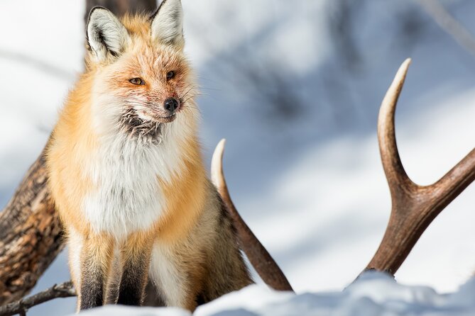 Yellowstone Winter Wildlife Full Day Private Tour & Snowshoe - Key points to know before booking
