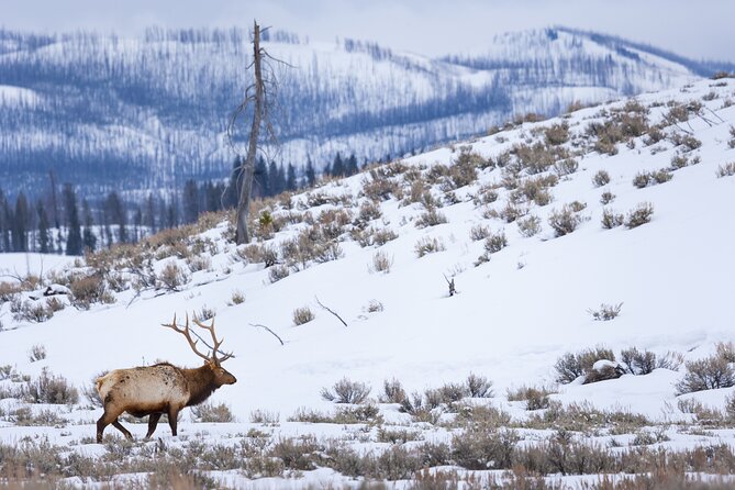 Yellowstone Winter Wildlife Full Day Private Tour & Snowshoe - Why winter makes this Yellowstone day special