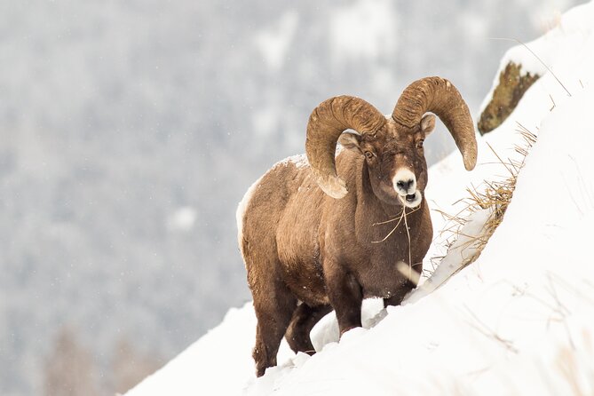 Yellowstone Winter Wildlife Full Day Private Tour & Snowshoe - Three hours in Lamar Valley, Yellowstones wildlife center