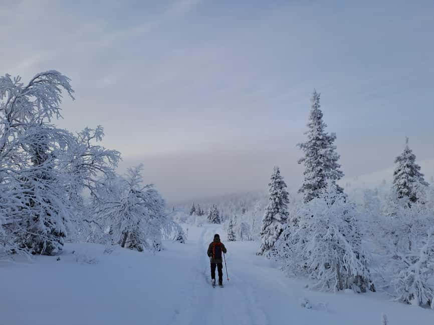 Ylläs: Guided Nordic Skiing Tour in Lapland Wilderness - Four and a Half Hours Among Snowy Pines